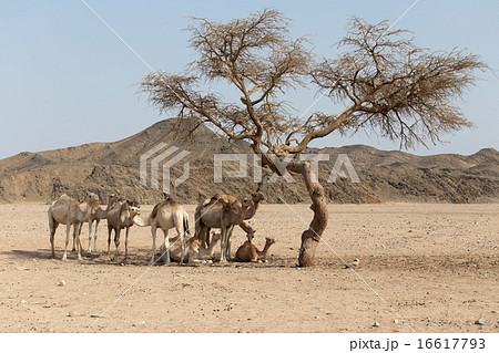 camels resting under the acacia tree camels resting under the acacia tree 16617793