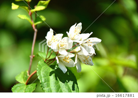 ウツギの白い花 16617881