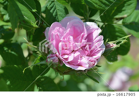 マイカイの花 16617905