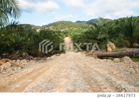 Agricultural areas for planting oil palm 16617973