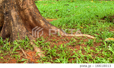 root tree root tree 16618013