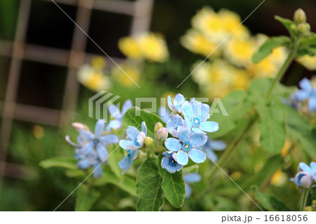 ブルースター (ブリュースター・ブリュスター) ブルースター (ブリュースター・ブリュスター) 16618056