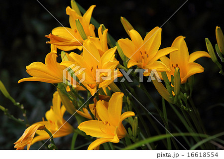 ヘメロカリス 16618554