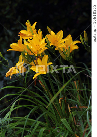 ヘメロカリス 16618555