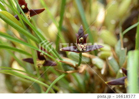 マキシラリア・クルティペス 16618577