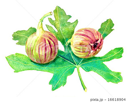 無花果の実と葉のイラスト素材 16618904 Pixta