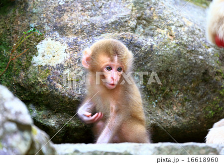 かわいい野生の猿の赤ちゃん 地獄谷の写真素材