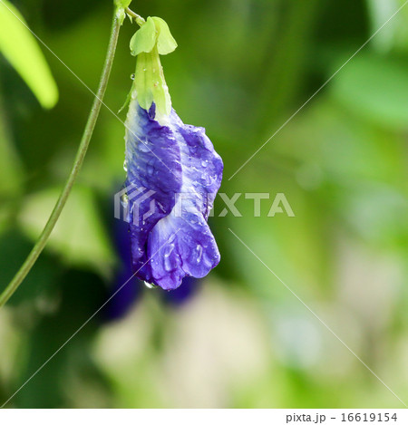 Butterfly pea flower 16619154