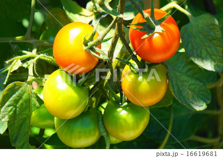 トマト 16619681