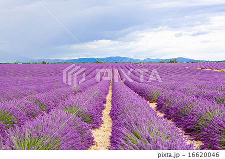 Lavender fields near Valensole in Provence, France. 16620046