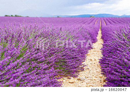 Lavender fields near Valensole in Provence, France. 16620047