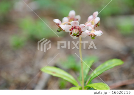 オオウメガサソウ 16620219