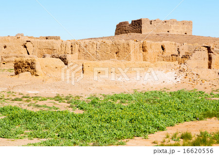 sahara africa in morocco the old flower 16620556