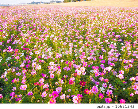 コスモス 16621243