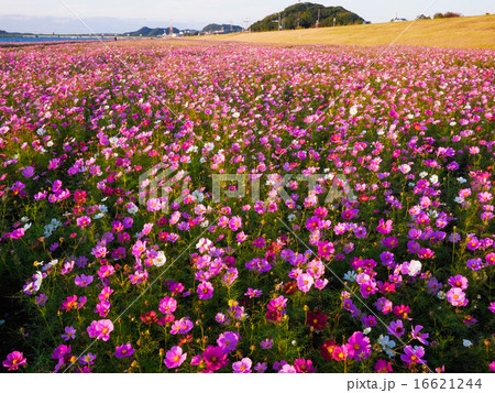 コスモス コスモス 16621244