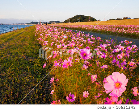 コスモス 16621245