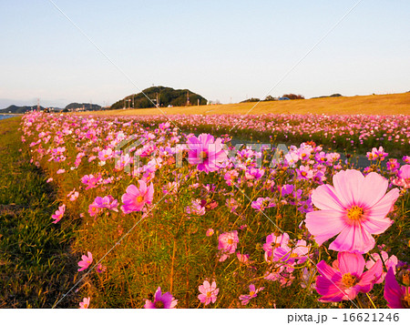 コスモス 16621246