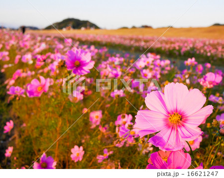 コスモス 16621247