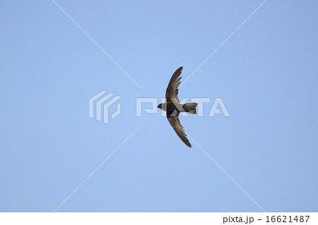 ヒメアマツバメ飛翔 16621487