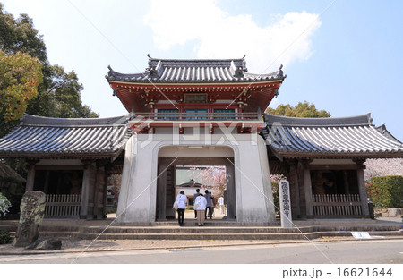 四国霊場第6番札所「安楽寺」山門と桜 16621644