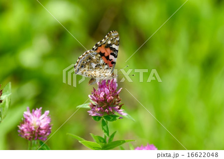 ヒメアカタテハとムラサキツメクサ（アカツメクサ） 16622048