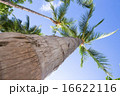 Palm tree 16622116