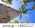 Palm tree 2 16622117