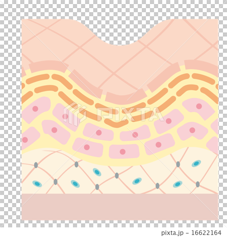 橫截面圖像圖像_皺紋，鬆弛 16622164