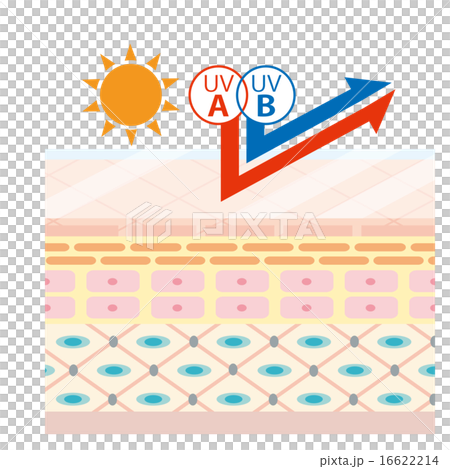 肌断面イメージ図_紫外線A波B波UVカット 16622214