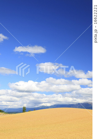 北海道　上富良野町　丘一面の麦畑と積雲 16622221