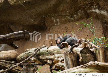 chimpanzee sleep 16622240