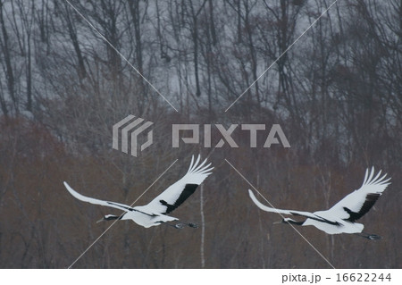 丹頂鶴 丹頂鶴 16622244