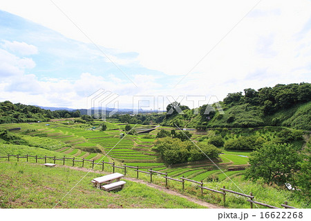 夏の棚田 16622268