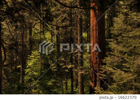 Redwood Forest Redwood Forest 16622370