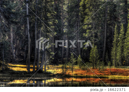 Autumn in Toulmne Meadows 16622371