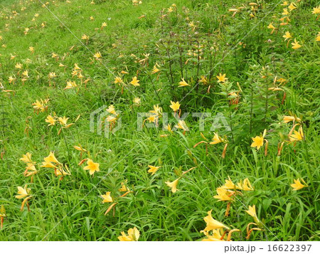 山吹色の絨毯のように高原を黄色く染めあげるニッコウキスゲの花。 16622397