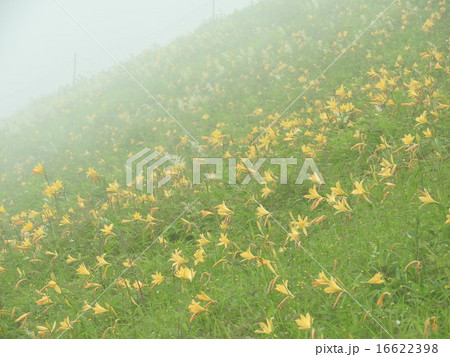 山吹色の絨毯のように高原を黄色く染めあげるニッコウキスゲの花。 山吹色の絨毯のように高原を黄色く染めあげるニッコウキスゲの花。 16622398