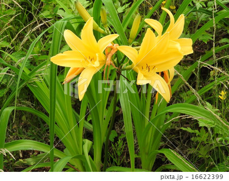 山吹色の絨毯のように高原を黄色く染めあげるニッコウキスゲの花。 16622399