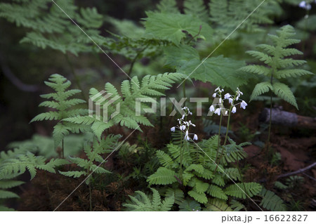 オサバグサ 16622827