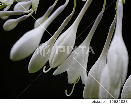 ギボウシの花 16622828