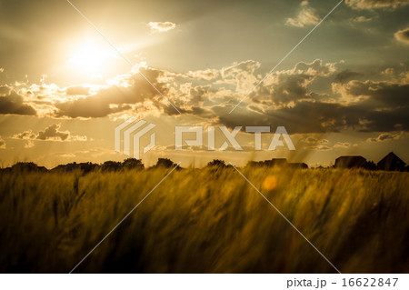 Wheat field Wheat field 16622847