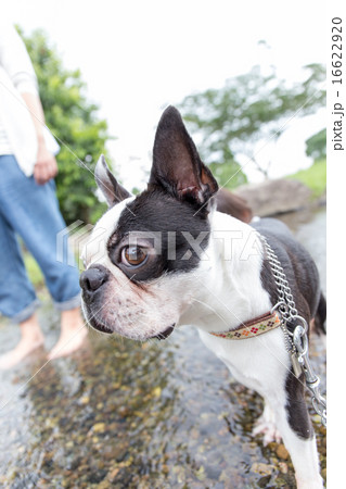 犬 ボストンテリア フレンチブルドッグ ブルドッグ かわいいの写真素材