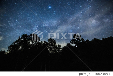 木々と夏の大三角形 木々と夏の大三角形 16623091