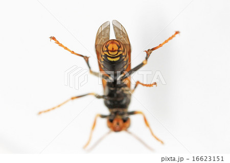 アシナガバチ雌の腹部 16623151
