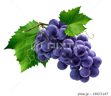 Purple grapes bunch isolated on white background Purple grapes bunch isolated on white background 16623187
