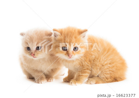 Two red kittens Two red kittens 16623377