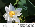 蓮 16623610
