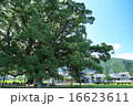 加茂の大クス 16623611