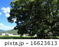 加茂の大クス 16623613