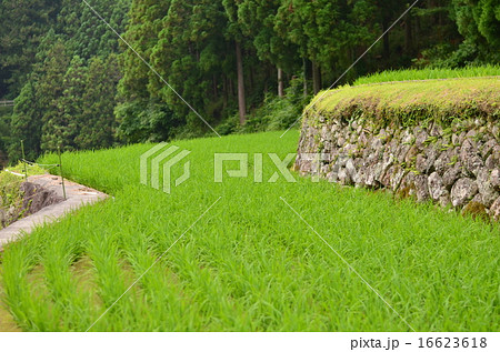 新城市 四谷の千枚田 新城市 四谷の千枚田 16623618